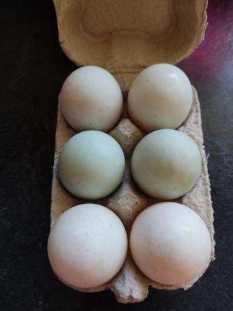 Image 1 of Hatching Indian runner duck eggs (white and blue eggs)