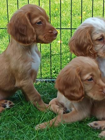 Image 1 of READY NOW KC WORKING COCKER SPANEL PUPPIES FOR SALE