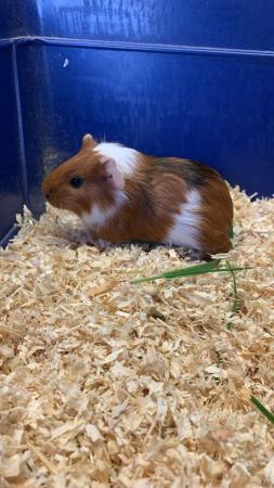 Image 3 of Baby female Guinea pig for sale