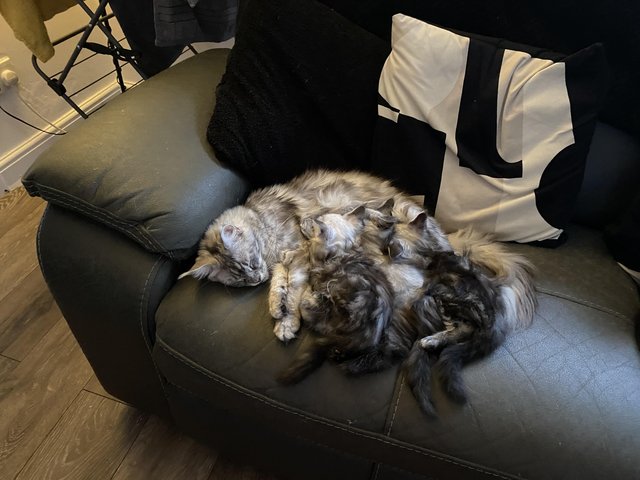 Preview of the first image of ?? Reduced ?? 3 Stunning Maincoon baby’s.