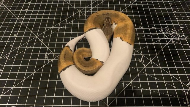 Image 3 of 2023 Male Ghi Pinstripe Pied Ball Python Royal Snake