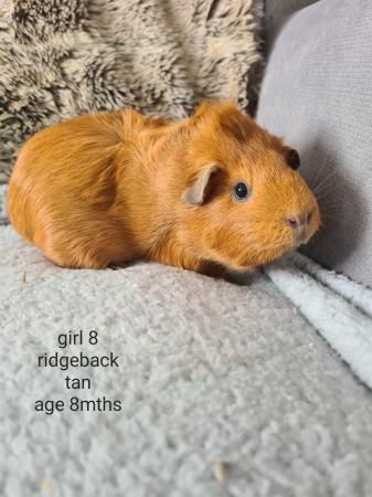 Image 1 of Guinea pig sows for sale