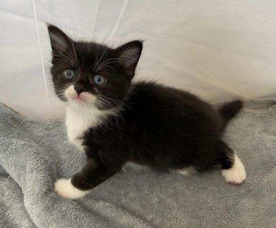 Image 2 of Gorgeous Black and white Kitten