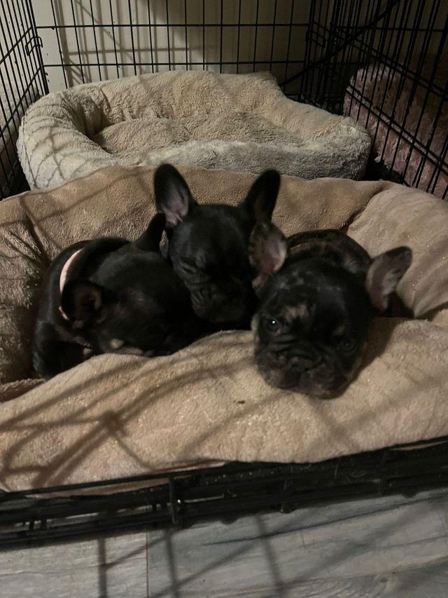 Chocolate french shop bulldog for sale