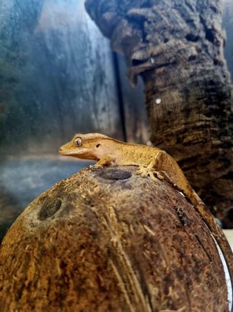 Image 3 of Stunning Yellow Crested Gecko