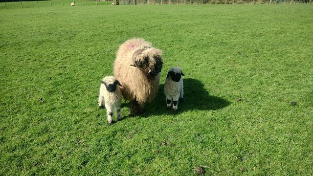 Image 3 of Pure Valias sheep with lambs at foot