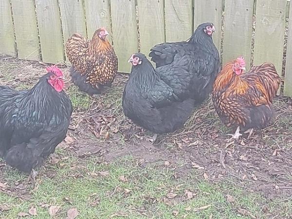 Image 2 of Wanted  black or blue orpington  bantam  s  pair trio or co