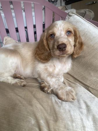 Image 16 of 1 left! Gorgeous Cocker spaniel puppies ready now.