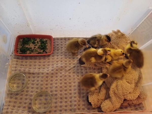 Image 11 of Gorgeous Indian Runner Ducklings
