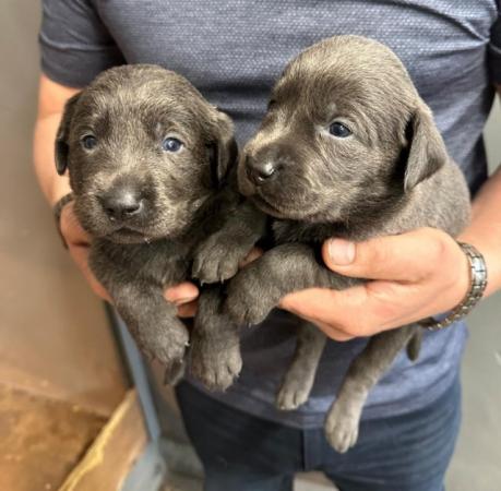Image 18 of Stunning - Silver & Charcoal Labrador Pups