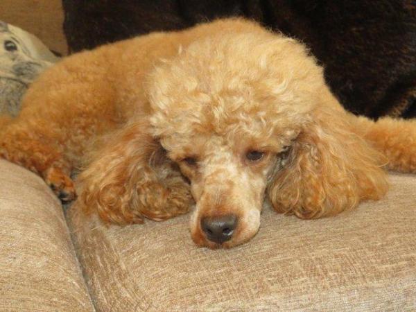 Image 53 of RED KC REG TOY POODLE FOR STUD ONLY! HEALTH TESTED