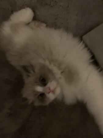 Image 2 of 8 month old ragdoll x persian