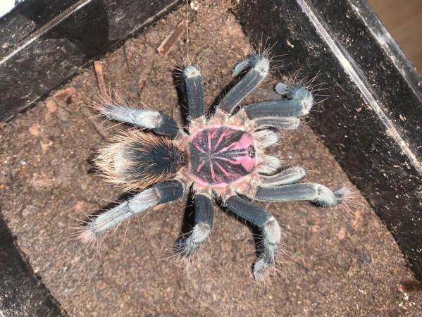 Image 9 of Big list of tarantulas for sale