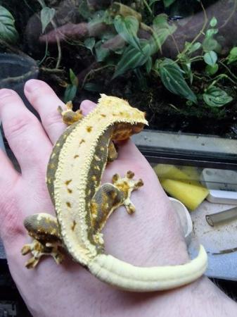 Image 1 of Crested Gecko Male tri colour lillywhite