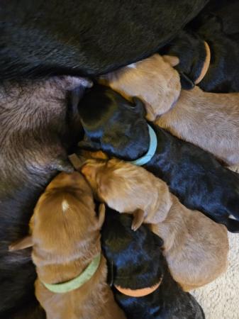 Image 10 of Labradoodle puppies **Health tested parents**