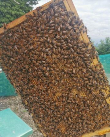 Image 2 of Spring Honey Bee Nucs 2024