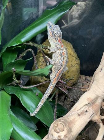Image 1 of cb22 male gargoyle gecko