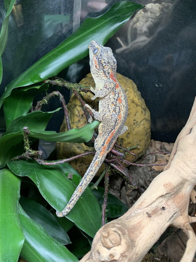 Preview of the first image of cb22 male gargoyle gecko.