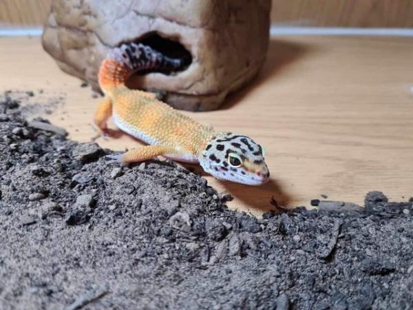 Image 9 of 11 month old Female leopard gecko