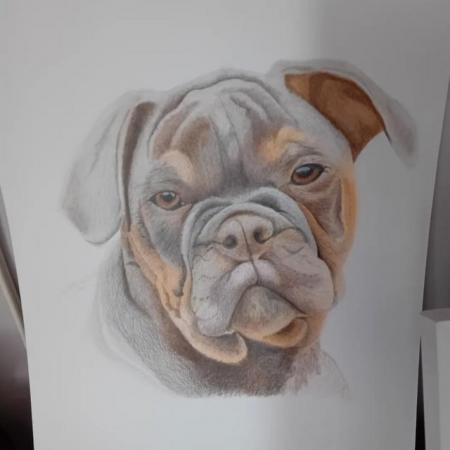 Image 4 of Hand Drawn Pet Portraits in pastel