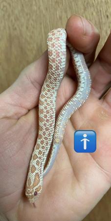 Image 7 of Hognose snake albino arctic male and female