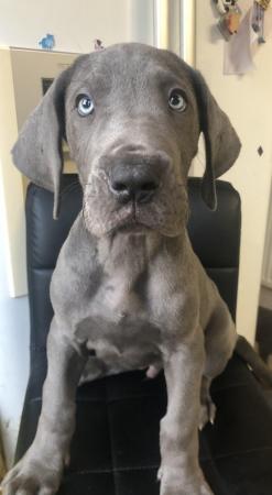 Image 22 of 3 GIRLS LEFT!12 Healthy Chunky Solid Blue Great Dane Puppies