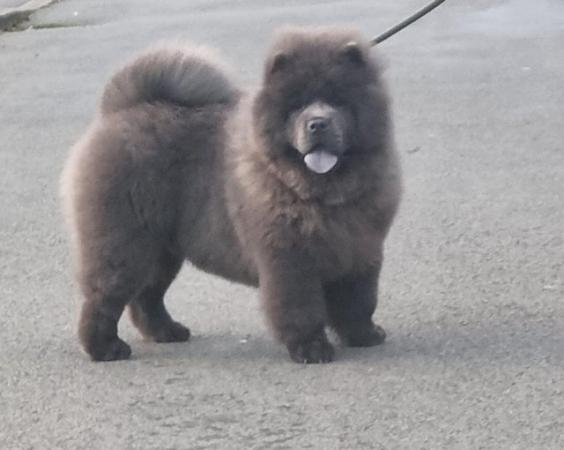 Image 4 of Kc reg chow chow puppies