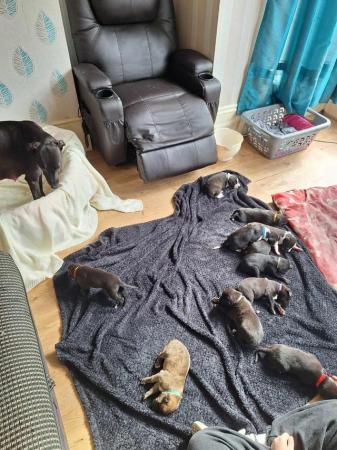 Image 3 of pups 3 weeks old,awsome temperment