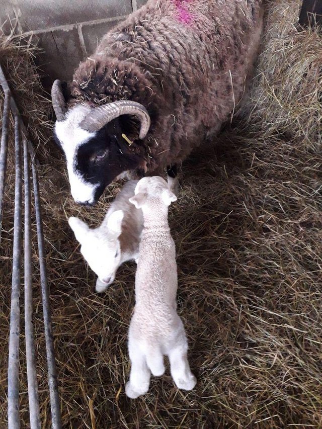 Preview of the first image of 2 jacob ewes with 4 lambs.