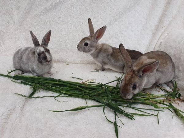 Image 4 of Pure breed mini rex rabbits