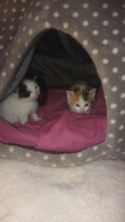 Image 1 of Calico kittens for sale
