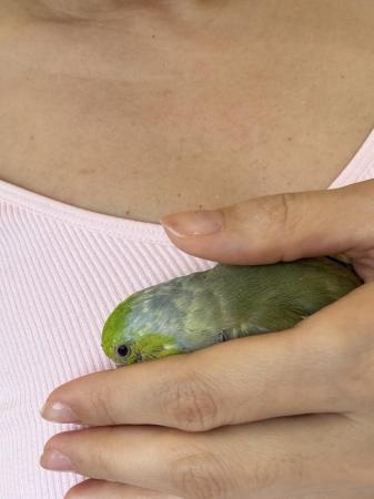 Image 5 of Beautiful male Parrotlet for sale in London