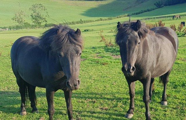 Image 1 of Project - Pretty Dartmoor unbroken mare for permanent loan