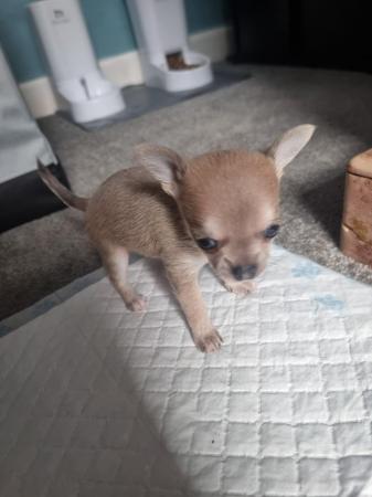 Image 5 of Chihuahua male pups for sale