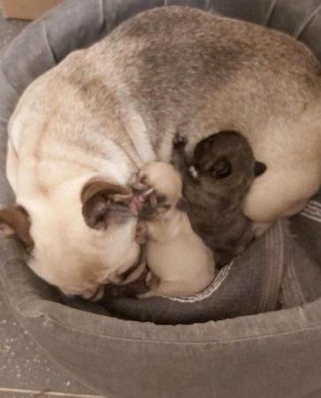 Image 6 of French Bulldog Puppies for sale