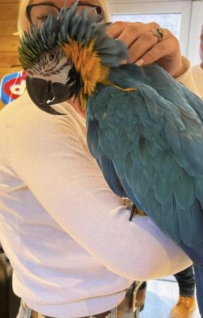 Image 6 of Female blue and gold macaw