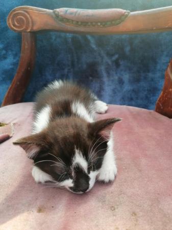 Image 7 of Gorgeous baby kitten, boy ready now for new home