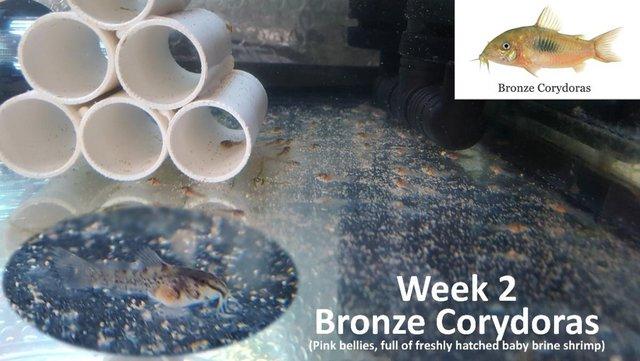 Preview of the first image of Bronze Cory Catfish £2.50 each or £10 for 6.
