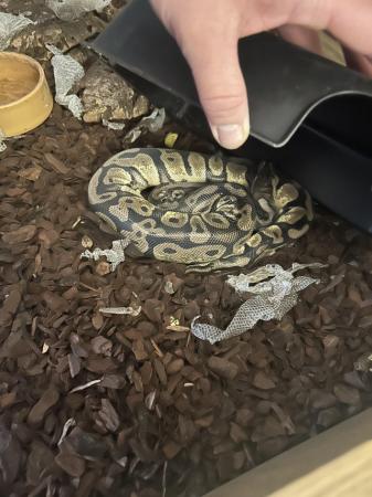Image 5 of 12 Month Old Ball Python , Needs A Good Home , Comes With Li