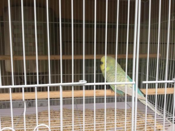 Image 3 of Pair of Budgies for sale