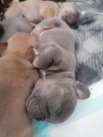 Image 9 of French bulldog puppies 2 girls left