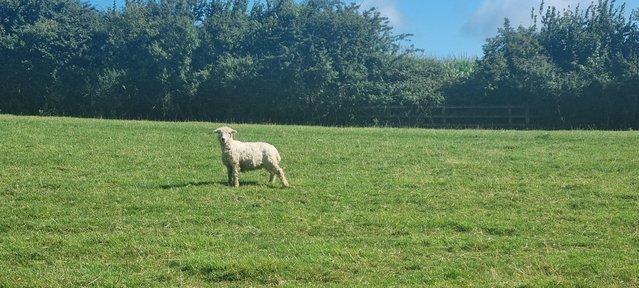 Image 2 of Two registered greyface dartmoor ewe lambs