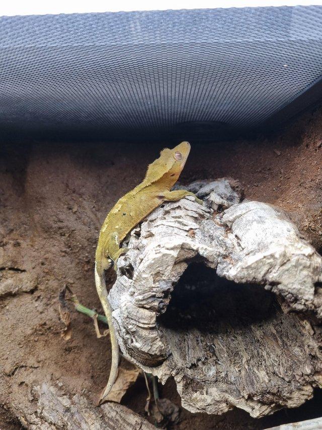 Preview of the first image of Dalmation Crested Gecko.
