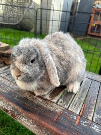 Image 4 of 2 Adult mini lops looking for 5• pet homes .