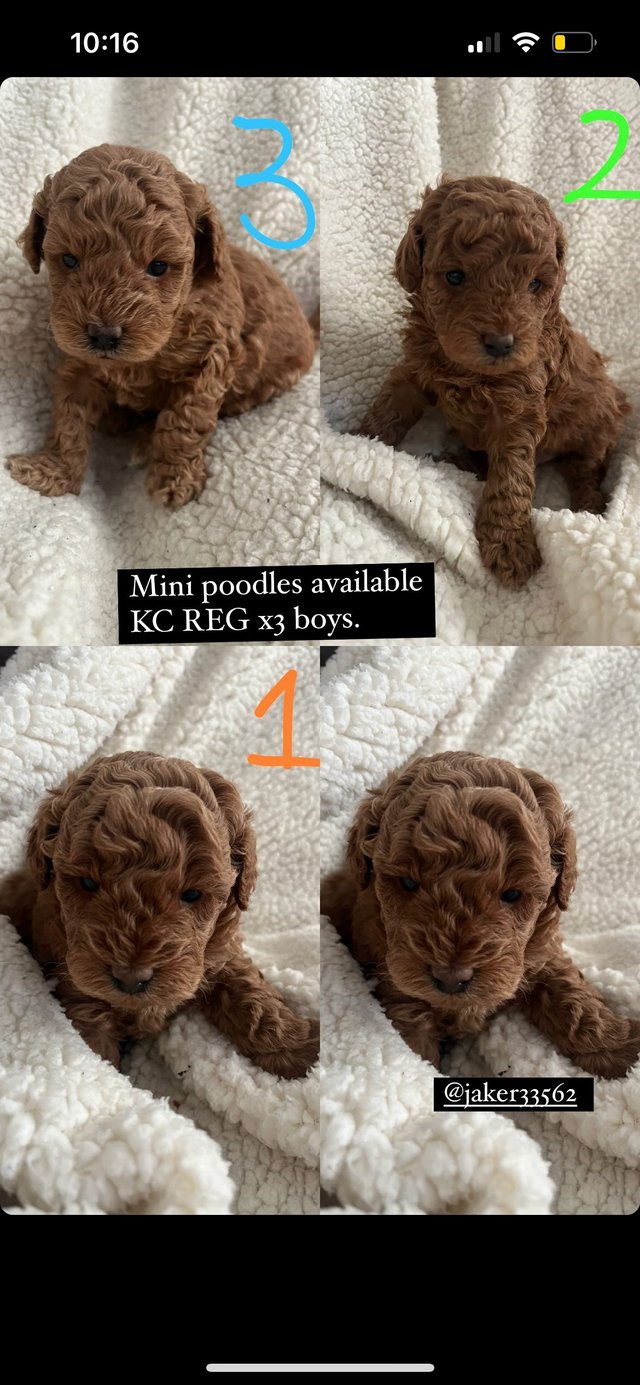 Preview of the first image of KC REG MINI POODLES DEEP RED.
