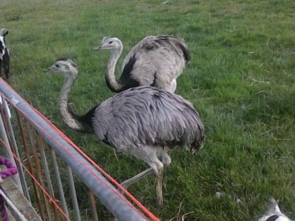 Image 1 of Wanted 2 or 3 female rhea due to both mine males