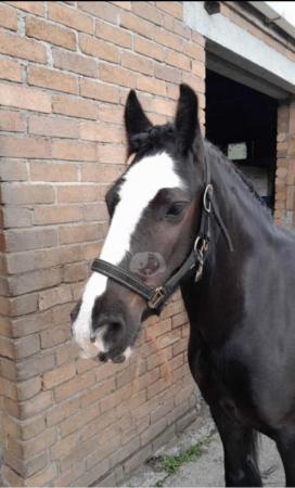 Image 3 of Beau 12.3hh, 5 year old, allrounder Cob