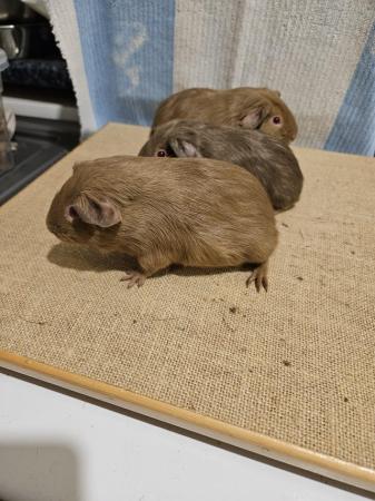 Image 5 of Lilac, Chocolate, Cream and Beige baby boars