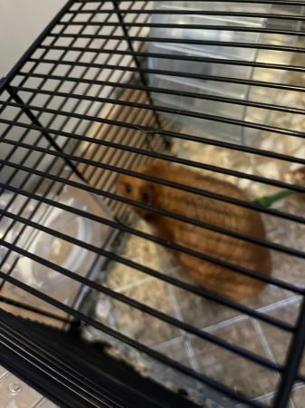 Image 1 of Syrian Hamster for sale