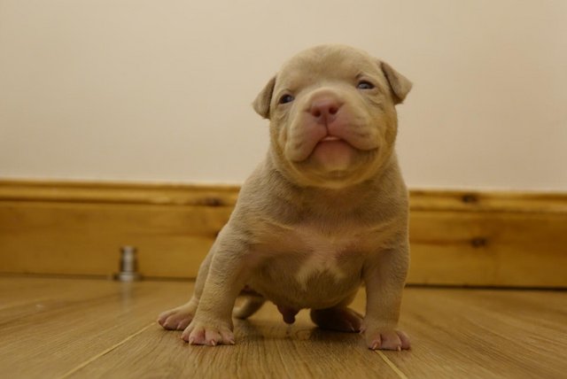 Image 1 of Pocket bully puppies for sale abkc registered